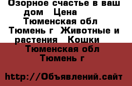 Озорное счастье в ваш дом › Цена ­ 250 - Тюменская обл., Тюмень г. Животные и растения » Кошки   . Тюменская обл.,Тюмень г.